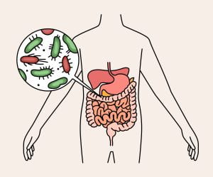 illustration of human gut microbiome