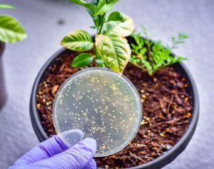 petri dish held near plant