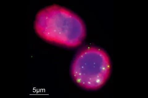 Phages (green) are shown engulfed by alveolar macrophages (cytoskeleton in pink and nucleus in blue). 