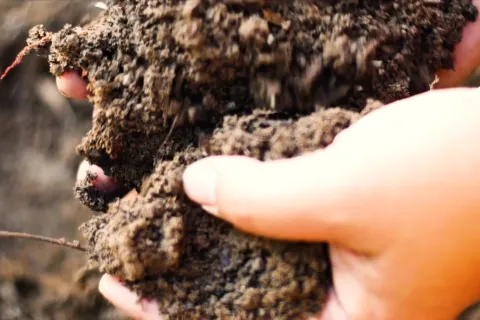 hands holding soil