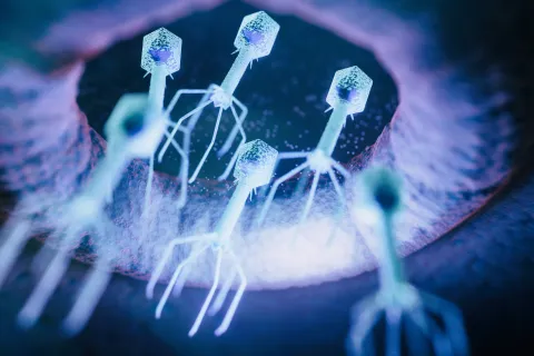 A 3D illustration of bacteriophages—viruses that infect and destroy bacteria—targeting a bacterial cell.